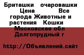 Бриташки - очаровашки.  › Цена ­ 3 000 - Все города Животные и растения » Кошки   . Московская обл.,Долгопрудный г.